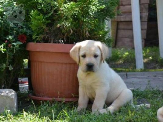 LABRADOR