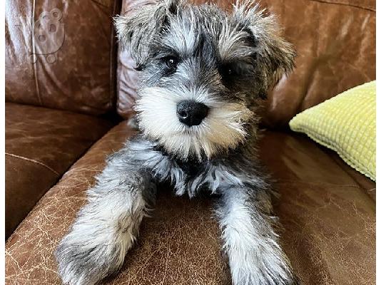 PoulaTo: Schnauzer mini - Σνάουτσερ μινι