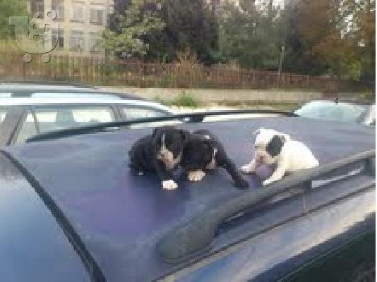 french bulldog  αρσενικα και θηλυκα