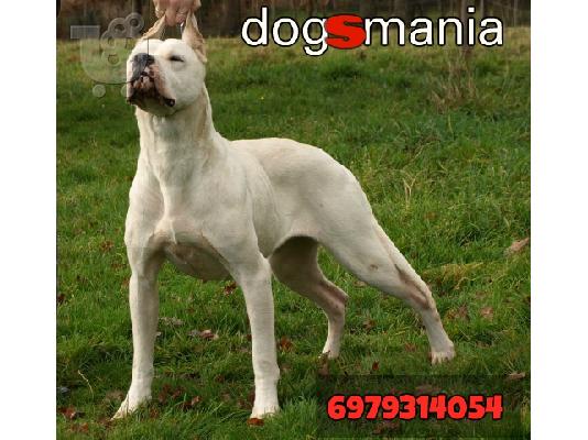 Dogo Argentino καθαροαιμα κουταβια 6979314054 ΕΛΛΑΔΑ