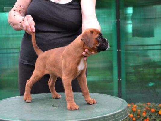 BOXER