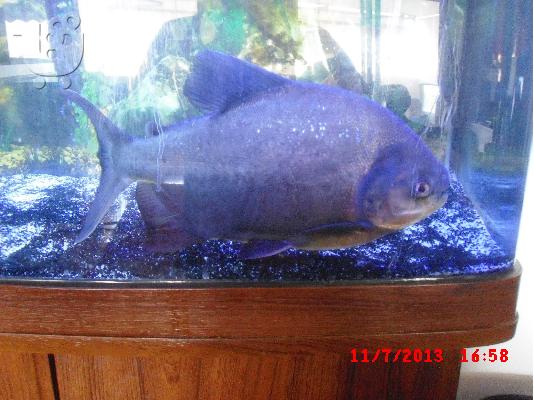 PoulaTo: PACU 40 CM