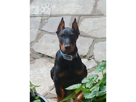 PoulaTo: Doberman κουτάβι