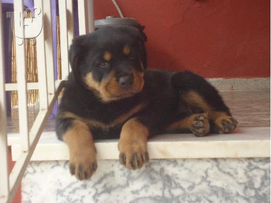 ROTTWEILER