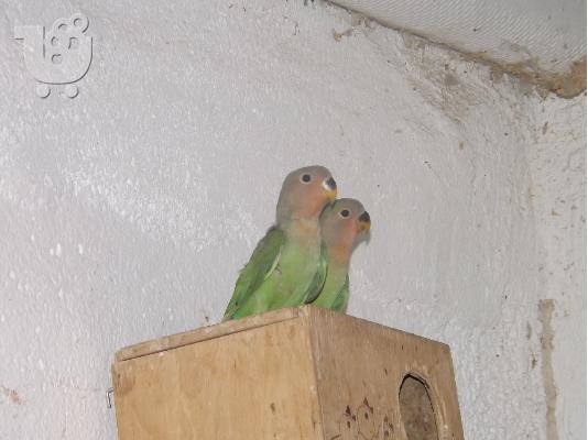 PoulaTo: love birds