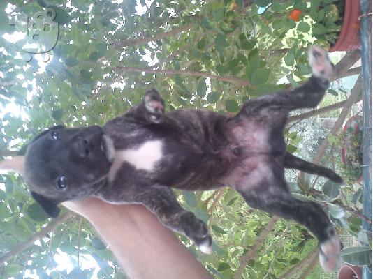 pit bull me dogo argentino