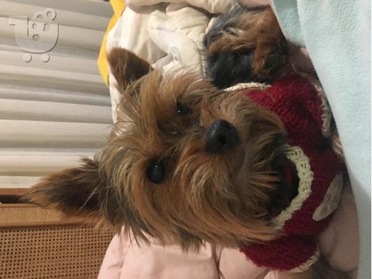 Ζητειται θυλυκο yorkshire terrier για ζευγαρωμα