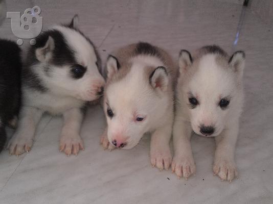 hasky