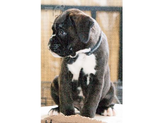 ΑΡΣΕΝΙΚΟ ΤΙΓΡΕ BOXER ΜΕ PEDIGREE!