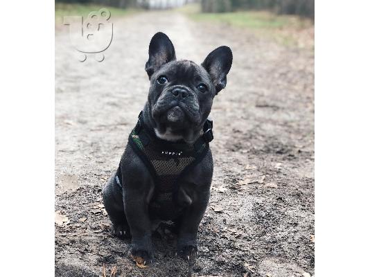 PoulaTo: French bulldog puppy for sale
