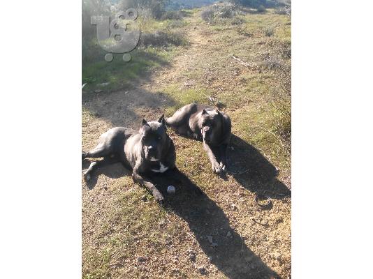 cane corso mastiff γκρί μπλε