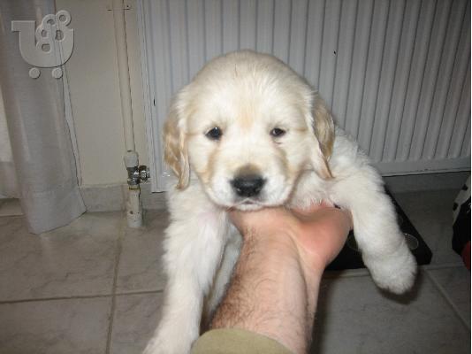 PoulaTo: Golden Retriever 45 ημερών καθαρόαιμο
