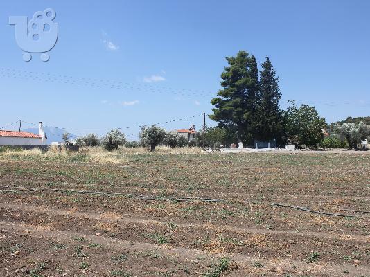 PoulaTo: Πωληση 2 οικοπεδων στα Ψαχνα