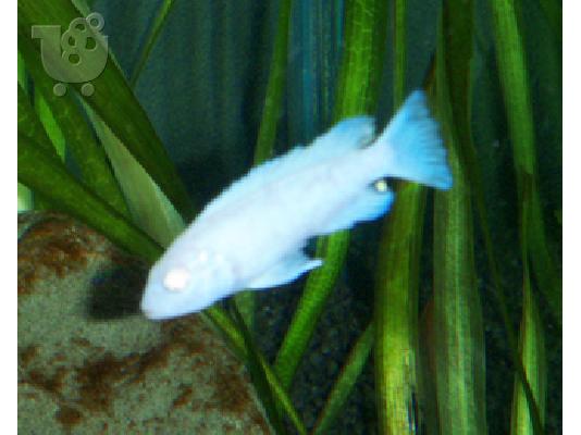 PoulaTo: socolofi albino 8cm υγιέστατο!