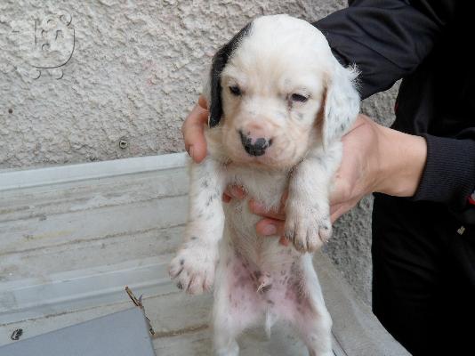 PoulaTo: setter