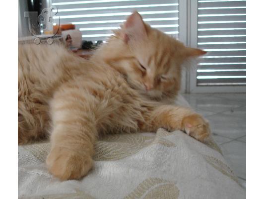 Persian Red Tabby αρσενικό.