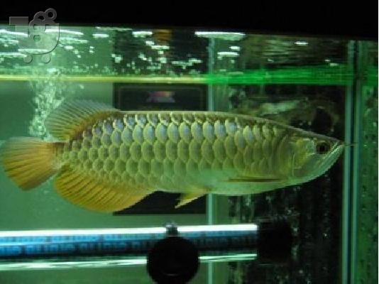 Υπέροχη σούπερ κόκκινο Arowana και άλλα