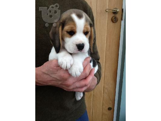 Beagle κουτάβια διαθέσιμα προς πώληση