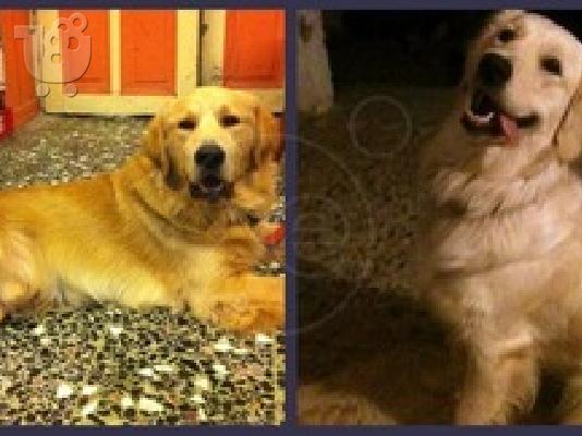Golden Retriever καθαρόαιμα κουτάβια πωλούνται!