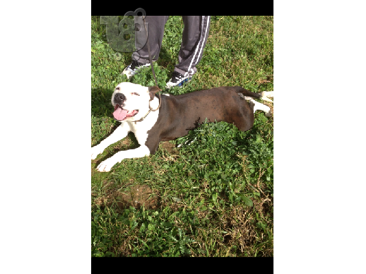 american staffordshire terrier