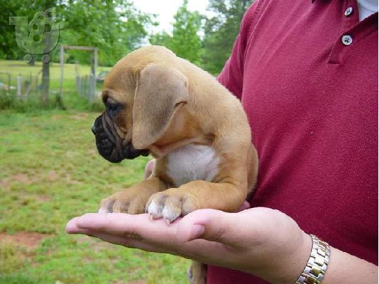 boxer