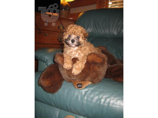 ADORABLE  Maltese / Poodle