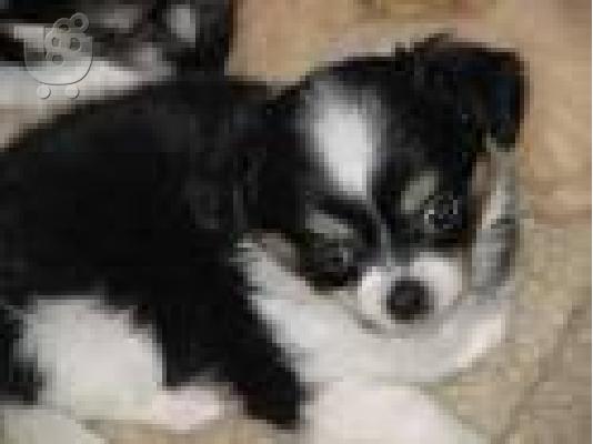 Όμορφη κουτάβια chihuahua για τα Χριστούγεννα