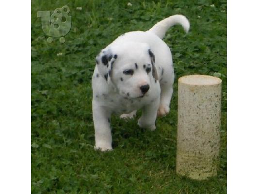 κουτάβια Δαλματίας  Dalmatian /200 EURO