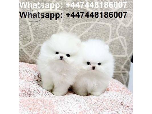 PoulaTo: Καταπληκτικά κουτάβια από Pomeranian!
