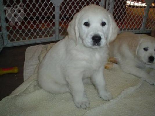 PoulaTo: LABRADOR PUPPIES