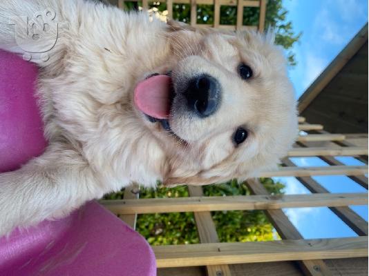 PoulaTo: Πωλούνται κουτάβια Golden Retriever
