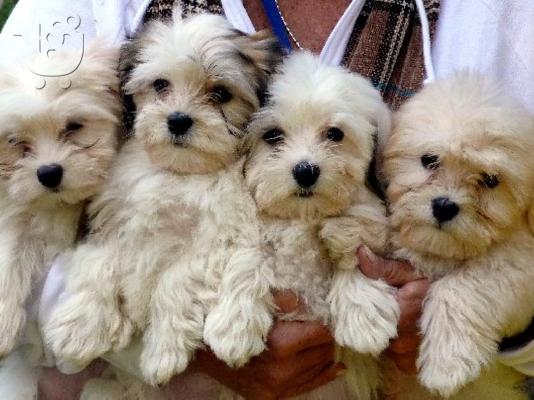 PoulaTo: Havanese