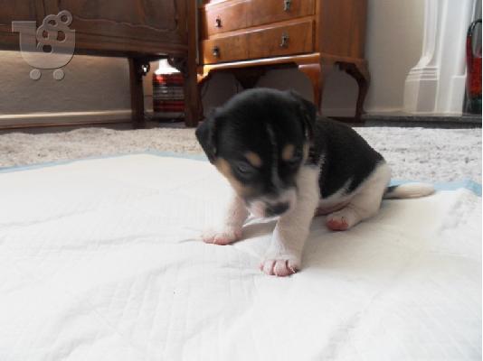Λατρευτά κουτάβια Jack Russell έτοιμα να πάνε