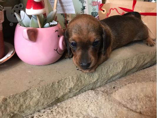 Κουτάβια Dachshund έτοιμα τώρα