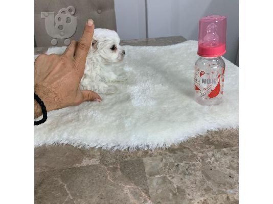 PoulaTo: AKC ,,, Μαλτέζικα κουτάβια