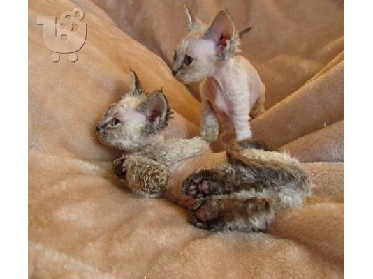Γενεαλογικό Devon Rex Μικρά αγόρια / κορίτσια
