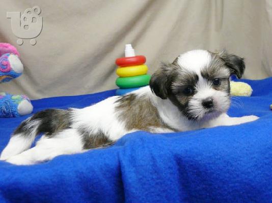 PoulaTo: γλυκά κουτάβια Shih Tzu για υιοθεσία