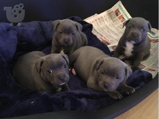 PoulaTo: Ποιότητα Bred Οικογένεια Rasied pitbull Pup