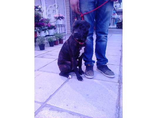 PoulaTo: ΠΩΛΕΊΤΑΙ AMERICAN PITBULL