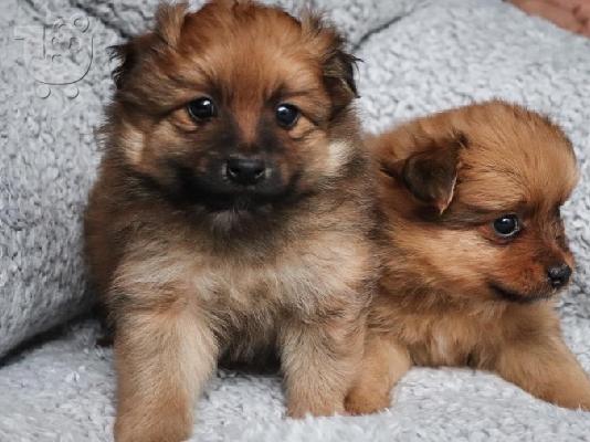 Κουτάβια Pomeranian