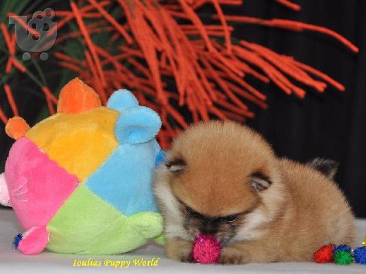 Pomeranian Toy