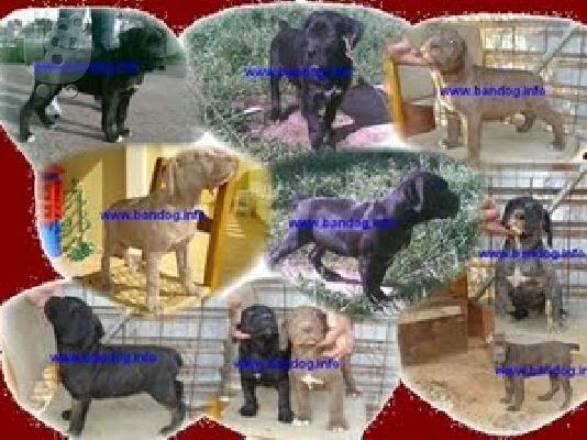 bandog security