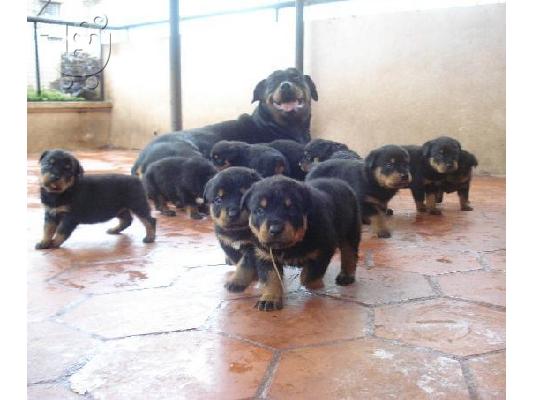 PoulaTo: Rottweiler κουτάβι