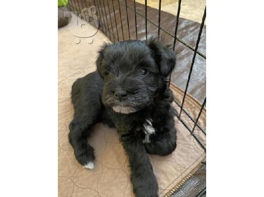 PoulaTo: Μικροσκοπικά κουτάβια Schnauzer..