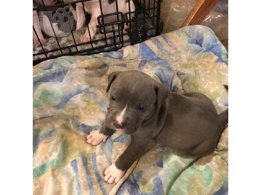 PITBULL