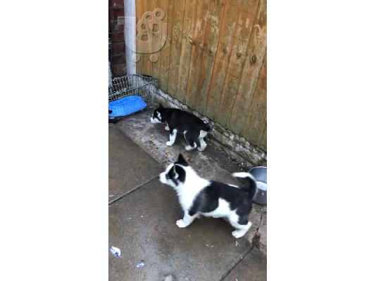 PoulaTo: Ωραία αναζητούν Σιβηρίας Husky Puppies προς πώληση