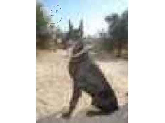 PoulaTo: ......Dobermann......... Ντόμπερμαν