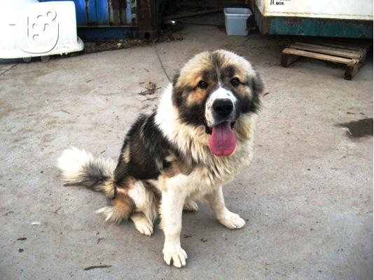 ΚΑΥΚΑΣΟΥ Ο TAYSONâ€ ΧΑΡΙΖΕΤΑΙ