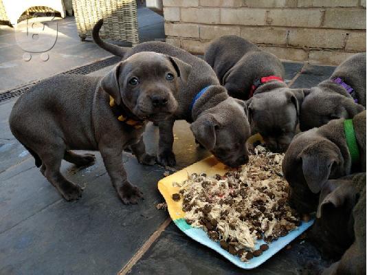 PoulaTo: 4 πανέμορφα μπλε Staffordshire Bull Terrier Puppies.We έχουν 2 θηλυκά