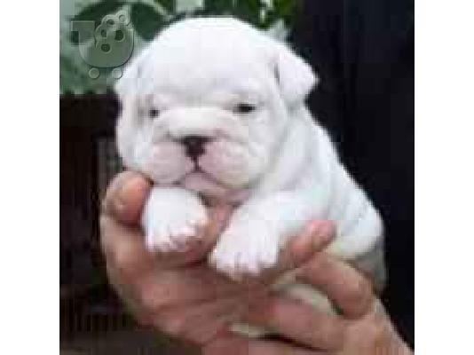 English Bulldog ΑΓΓΛΙΚΑ ΜΠΟΥΛΤΟΝΓΚ — Νέα Φιλαδέλφεια 